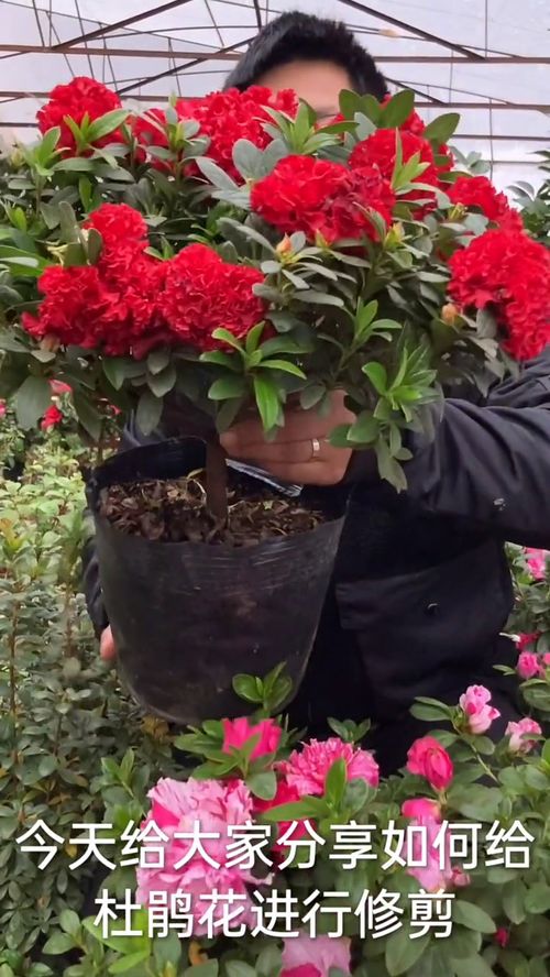 花卉绿植花卉 求一个神评加持