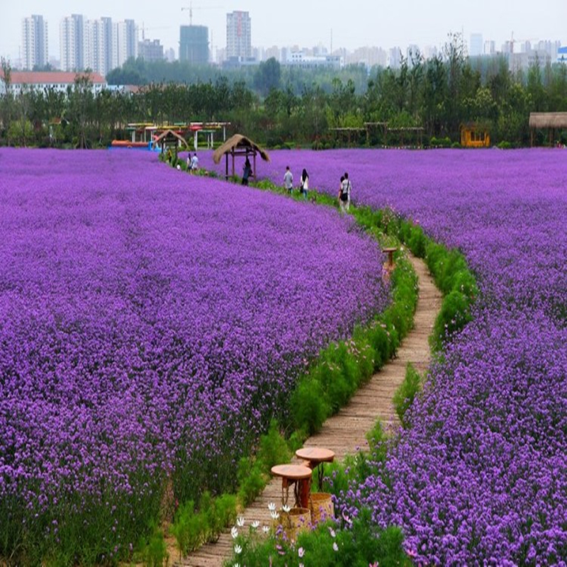 柳叶马鞭草种子多年生宿根草花种子景观绿化花海婚纱摄影观花种子