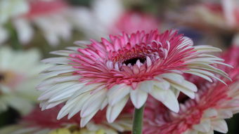 2012中国昆明国际花卉展之非洲菊