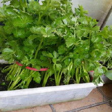 塑料花制造价格 塑料花制造批发 塑料花制造厂家 