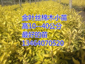 辽宁金叶复叶槭,开原金叶复叶槭,金叶复叶槭小苗