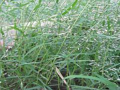 画眉草供应 潍坊优质的画眉草·厂家直销图片|画眉草供应 潍坊优质的画眉草·厂家直销产品图片由青州市玉军水生花卉植物园公司生产提供-