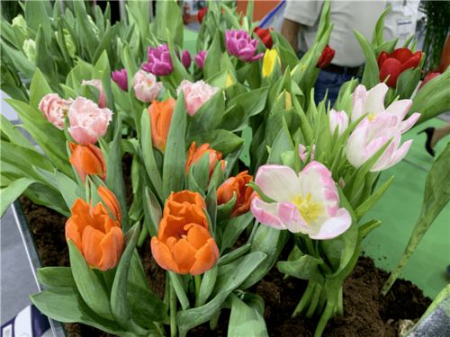 一起盘点北京国际花展上的亮点花卉产品