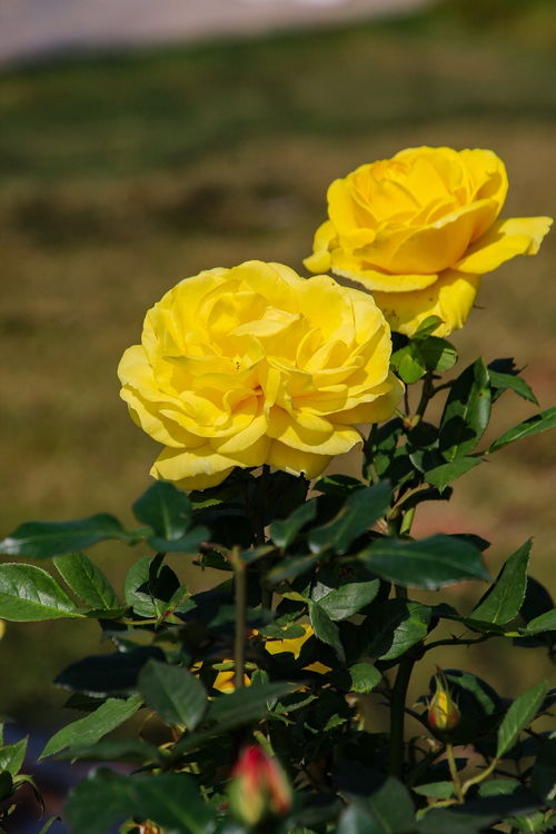 文化公园花卉杂拍