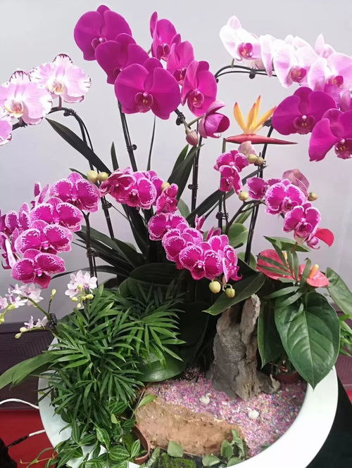 先睹为快 今天第18届中国 青州 花卉博览交易会开幕式啦...