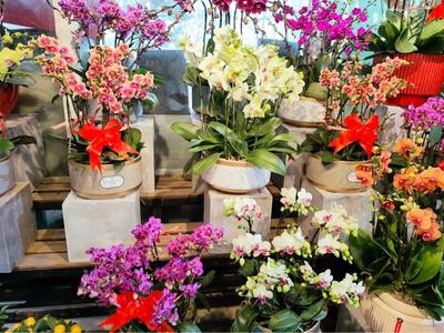 北京各大花卉市场年味儿足,今年兰花价格更亲民