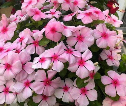 6月二十三日开始,家养此款花卉,空气清新上档次,旺财旺运 花朵