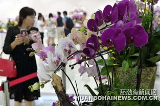 走,到世园会看国际精品兰花展去 图