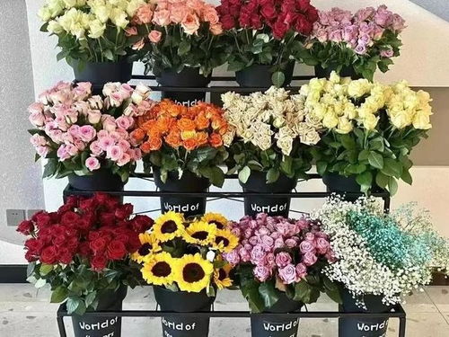 春来无事,临夏赏花 中国玫瑰超级工厂,为你提供最美鲜花