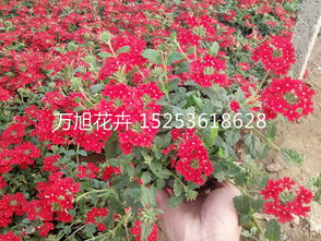 济南大红帽月季价格 青岛大红帽月季价格 烟台大红帽月季价格 威海大红帽月季价格15253618628