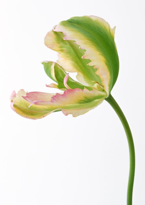 花瓣边缘呈不规则形的绿色花朵 精品素材