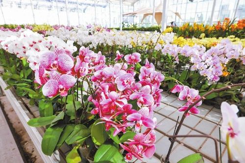 抖音电商发布产业带发展报告 颜值变产值 直播带火 鲜花经济