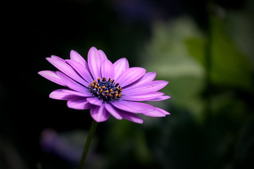 缤纷花卉