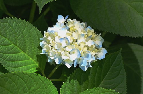 花卉